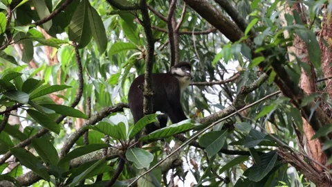 Red-tailed monkey in rainforest tree looking around Video stock 205460543