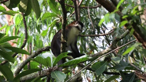 Red-tailed monkey in rainforest tree looking intensely around Stock Footage 205460547
