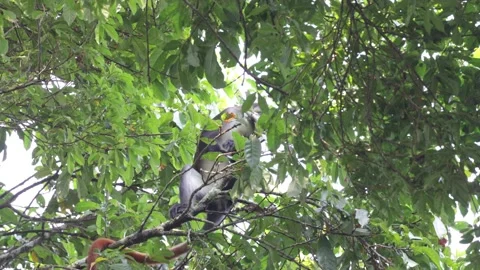 Red-tailed monkey in rainforest tree scratching and feeding Video stock 205460551
