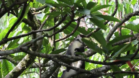 Red-tailed monkey in rainforest tree scratching belly Video stock 205460555