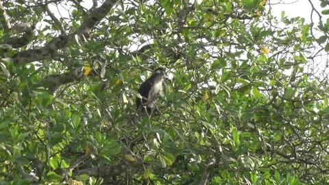 Red-tailed Monkey resting in dense green tree looking around and move Stock Footage 72994014