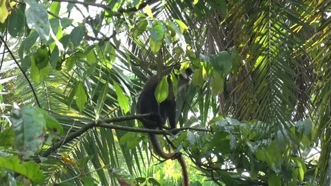 Red-tailed Monkey resting scratching hand and looking 스톡 동영상 72994023