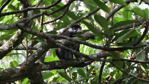 Red-tailed monkey sit hidden in rainforest tree looking around close up Stock Footage 200859104
