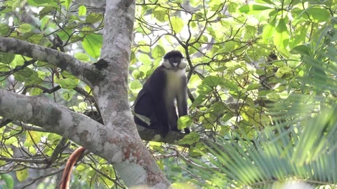 Red-tailed monkey sit in rainforest tree looking around close up 스톡 동영상 200859102