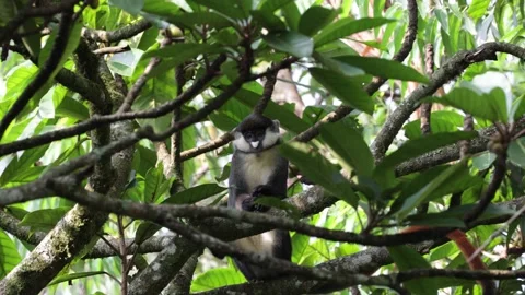 Red-tailed monkey sit in tree looking close up Stock Footage 201124646