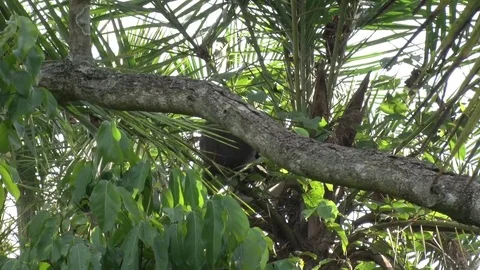 Red tailed Monkey sitting sit behind tree trunk looking around Stock Footage 72994024