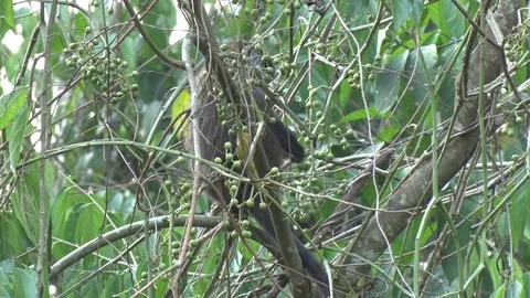 Red tailed Monkey sitting in tree and eating fig tree fruits Stock Footage 72993988
