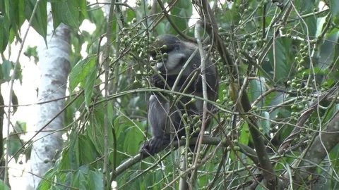 Red tailed Monkey sitting in tree eating fig tree fruits Stock Footage 72993995