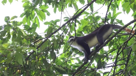 Red-tailed monkey in tree looking and climb down tree close up Stock Footage 201124631