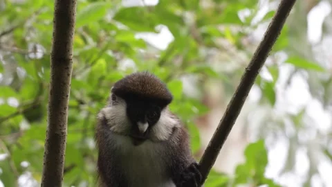 Red-tailed monkey in tree looking intensely portrait Stock Footage 201124640