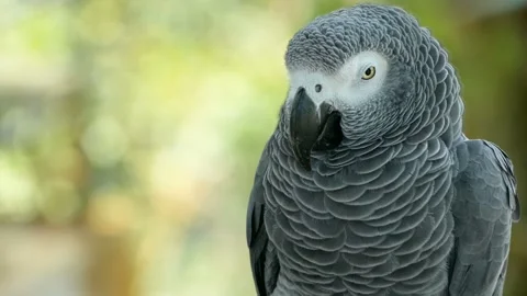 Red-tailed monogamous African Congo Grey Parrot. Companion Jaco is popular avian Stock Footage 94057772