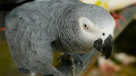 Red-tailed monogamous African Congo Grey Parrot. Companion Jaco is popular avian Stock Footage 94907934