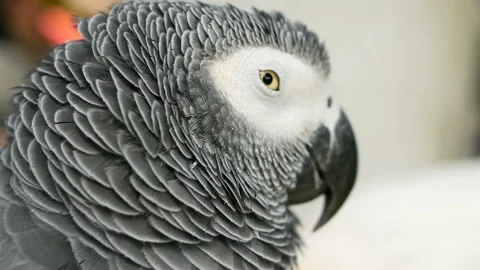 Red-tailed monogamous African Congo Grey Parrot. Companion Jaco is popular avian Stock Footage 95479326
