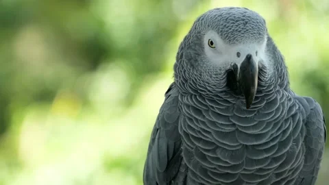 Red-tailed monogamous African Congo Grey Parrot. Companion Jaco is popular avian Stock Footage 97373305