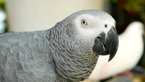Red-tailed monogamous African Congo Grey Parrot. Companion Jaco is popular avian Stock Footage 97496568