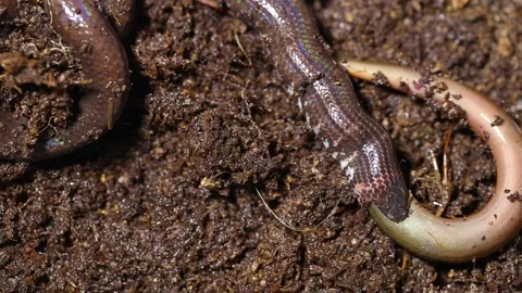 Red-tailed pipe snake Cylindrophis ruffus eating Asian swamp eel Monopterus albu Stock Footage 220401275