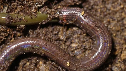 Red-tailed pipe snake Cylindrophis ruffus eating Asian swamp eel Monopterus albu Stock Footage 220401277