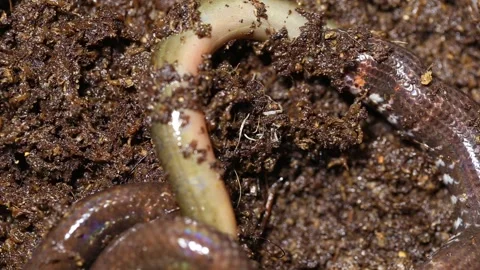 Red-tailed pipe snake Cylindrophis ruffus eating Asian swamp eel MonopteMVI 4604 Stock Footage 220401280