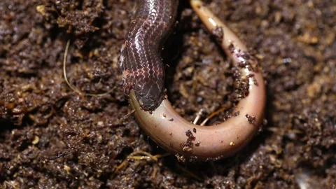 Red-tailed pipe snake Cylindrophis ruffus eating Asian swamp eel Monopterus albu Stock Footage 220401300
