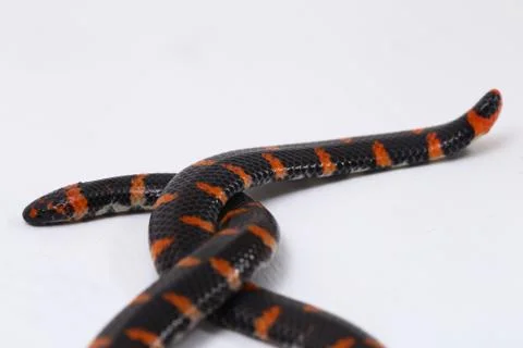 Red-tailed pipe snake (Scientific name Cylindrophis ruffus) isolate on white bac Stock Photos