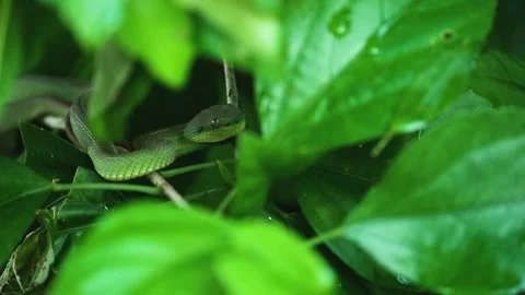 Red tailed pit viper camouflaged in a mangrove in Sundarbans national park Stock Footage 288699444