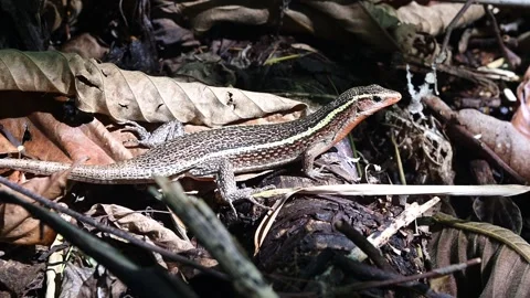 Red-tailed skink (Young Scincus igneo caudatus), Endemic of Madagascar Stock-Footage 313954792