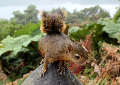 Red tailed squirrel in cloud forest costa rica Foto stock
