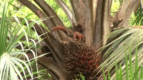 Red-tailed squirrel feed on palm fruit 3 Stock Footage 54982647