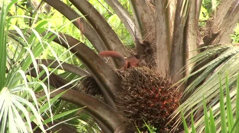 Red-tailed squirrel feed on palm fruit 2 Stock Footage 54982648
