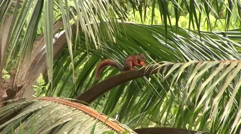 Red-tailed squirrel feed on palm fruit 5 Stock Footage 54982663