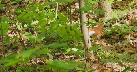 Red-tailed squirrel Sciurus Granatensi in slow motion Stock Footage 274095885