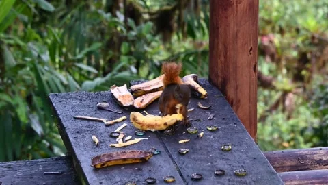 A red tailed squirrel, Sciurus granatensis busy eating a banana Stock Footage 255019265