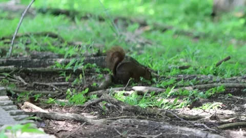 A red-tailed squirrel (sciurus granatensis) in a nature park Stock Footage 311412106