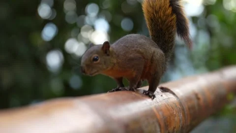 Red-tailed Squirrel (Sciurus granatensis) Moving Along Bamboo Vidéo 345499121