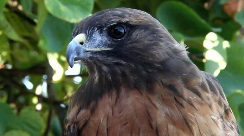 Red Tale Hawk 1 Stock Footage 824748