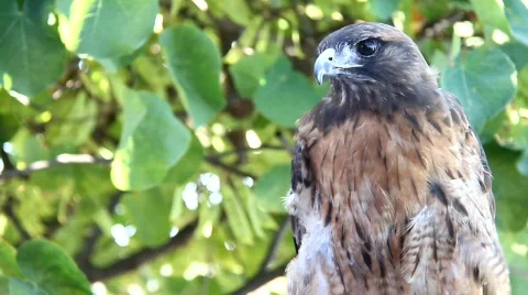 Red Tale Hawk 3 Stock Footage 824736