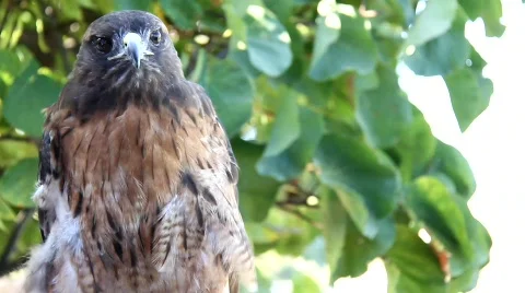 Red Tale Hawk 4 Stock Footage 824732