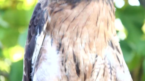Red Tale Hawk 7 Stock Footage 824556