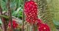 Red Tapeinochilos ananassae herb flower close up with green leaves 4k or 4k+ Resolution