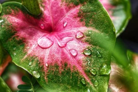 Red taro leaf plant Фото