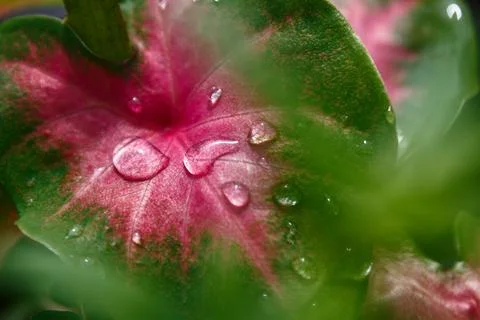 Red taro leaves dripping with dew Foto stock