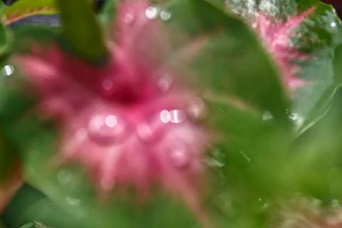 Red taro leaves dripping with dew Photos