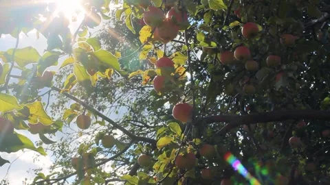 Red tasty apples on apple tree Stock Footage 160969458
