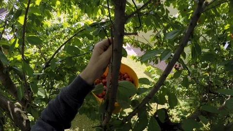 Red tasty cherry tree fruit picking fresh fruit POV point of view Stock Footage 110697041