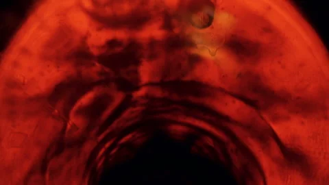 Red tea is brewed in a glass in macro shot Video stock 131101847