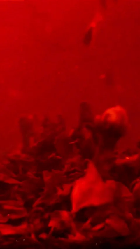 Red tea leaves float and swirl in hot water Video stock 334168887