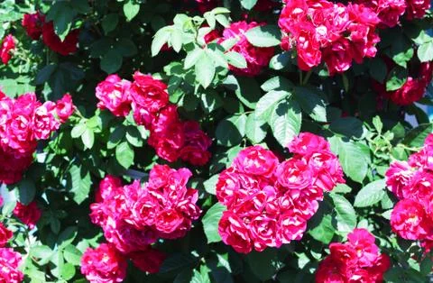 Red tea rose, background texture Foto stock
