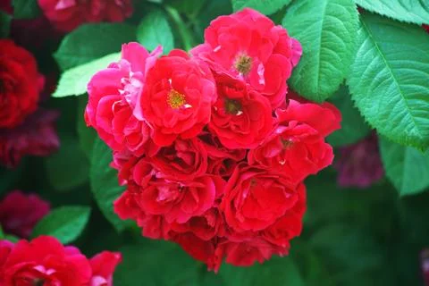 Red tea rose, background texture Stock Photos