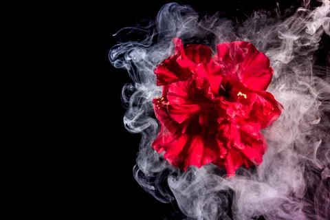 Red tea rose flower in clouds of multicolored smoke on isolated black backgro Foto stock