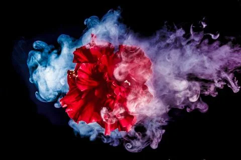 Red tea rose flower in clouds of multicolored smoke on isolated black backgro Stock Photos